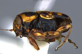 Media type: image;   Entomology 772857 Aspect: habitus lateral view